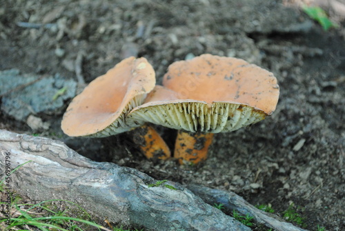 Lactarius deterrimus or Orange milkcap mushroom just emerged from the earth. photo