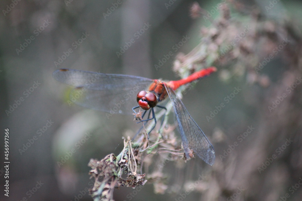 A dragonfly sitting on a twig against a gray background A dragonfly sitting on a twig against a gray background
