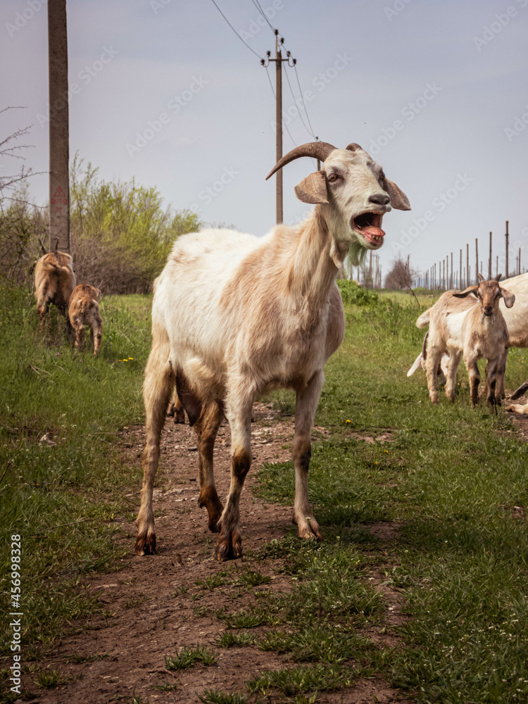 Obraz premium Goat with a green beard looks at the camera and bleats