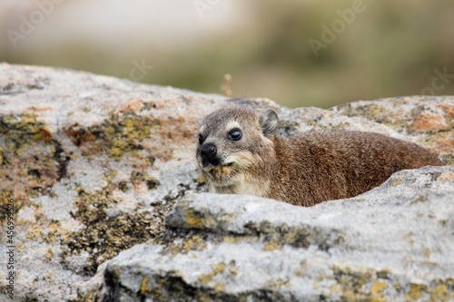 Close-up of one Cape Dassie (Procavia capensis ssp. Capensis) looking forward on rocks, South Africa photo