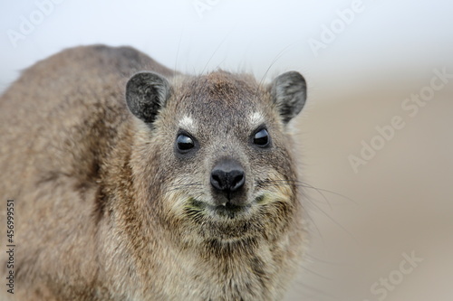 Close up of one Cape Dassie (Procavia capensis ssp. Capensis) on rocks looking forward, South Africa photo