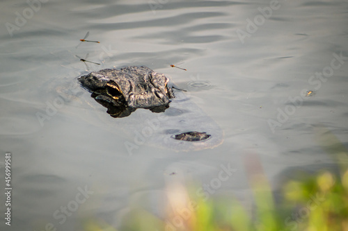 alligator in the water surrounded by dragonflies