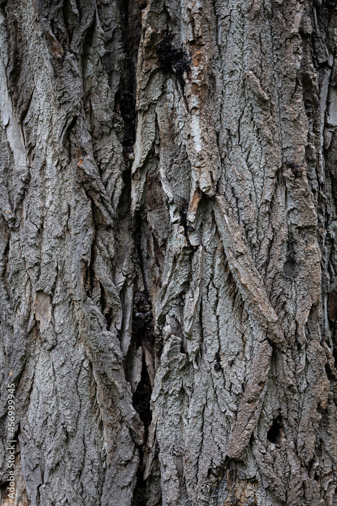 Tree bark. Bark texture. The trunk is wood. Tree bark background Tree bark. Bark texture. The trunk is wood. Tree bark background