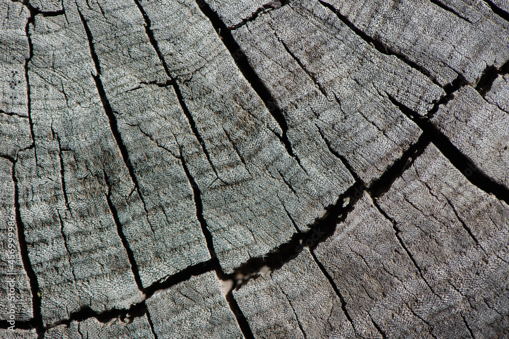 Fototapeta premium Cracks cover old wood hemp.