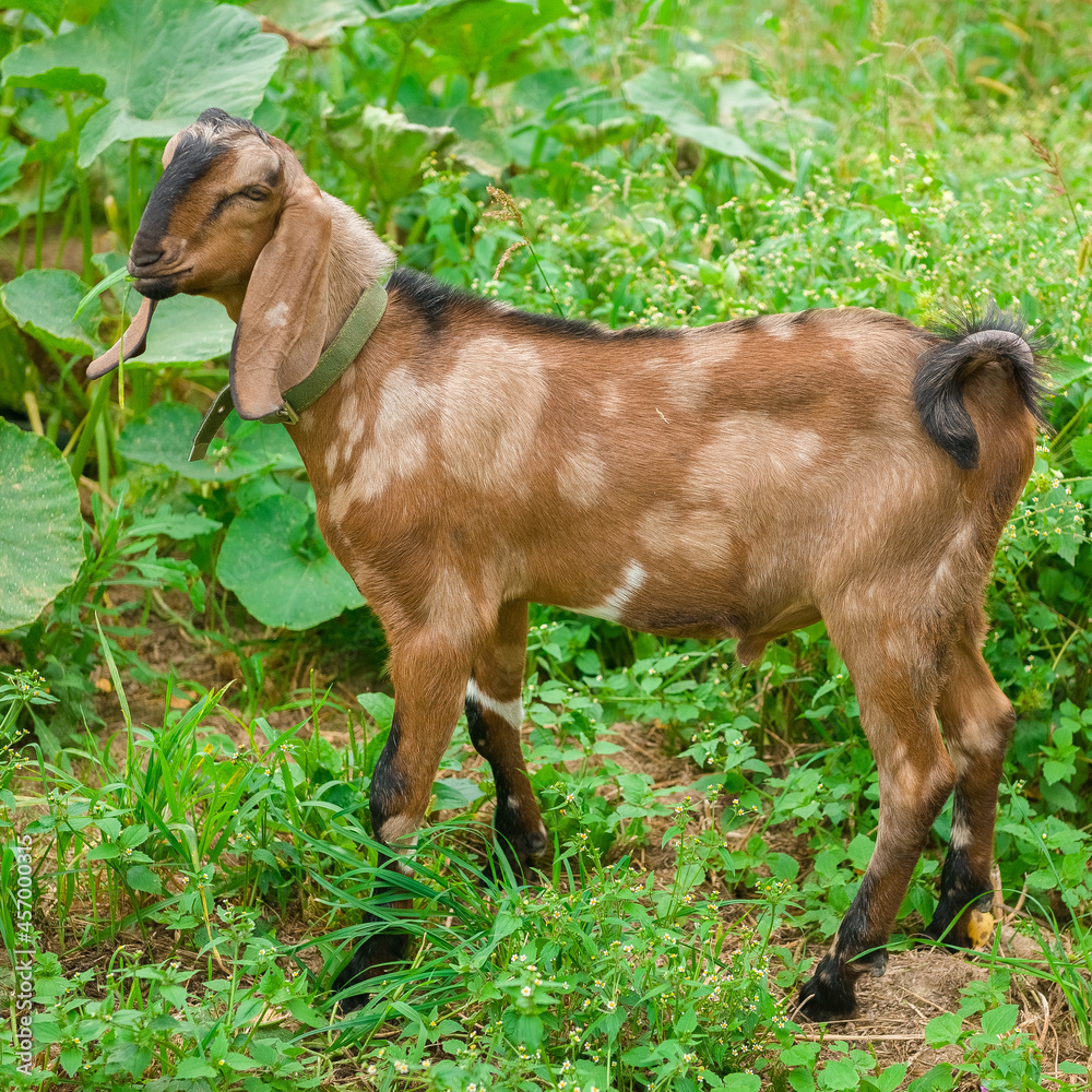 brown goats outdoors in summer
