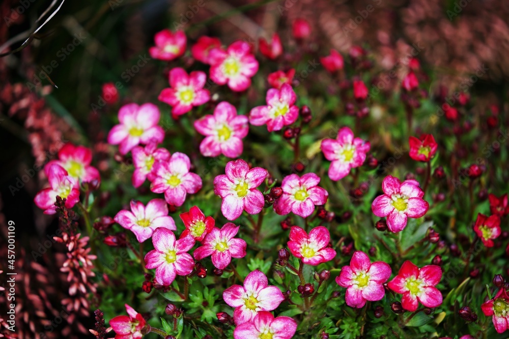 Fototapeta premium Blumenwiese