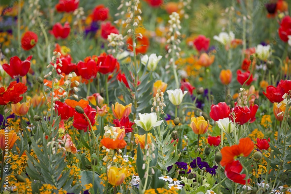 Fototapeta premium Blumenwiese