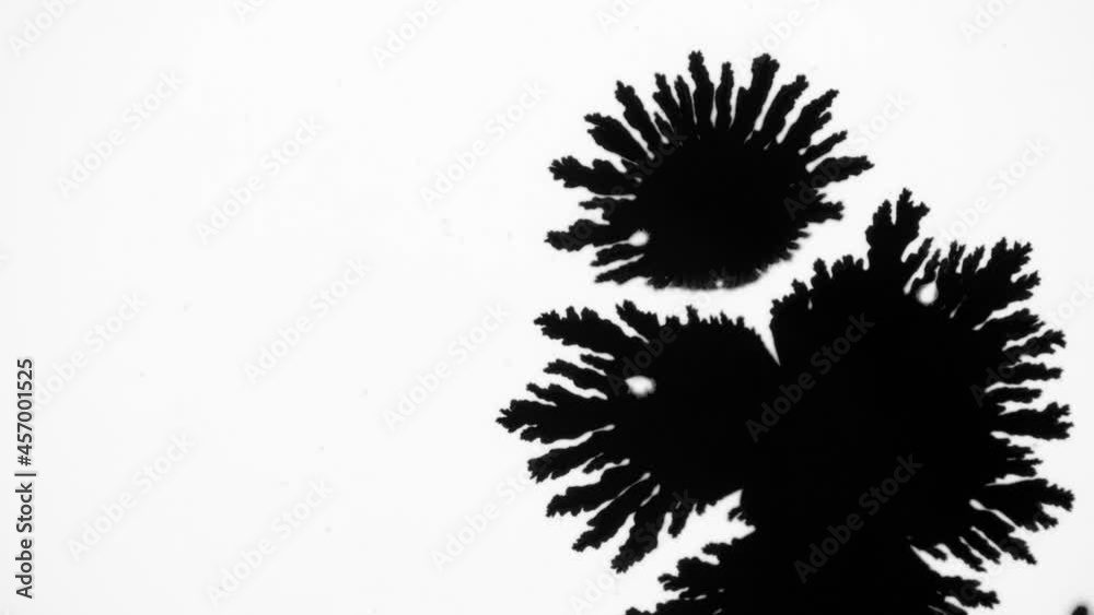 Black ink drops transition on white background. Ink blot flowing on white background. Abstract ink splatter transition.