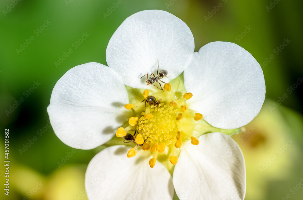Obraz premium White petals of strawberry flower with ants on a sunny day.
