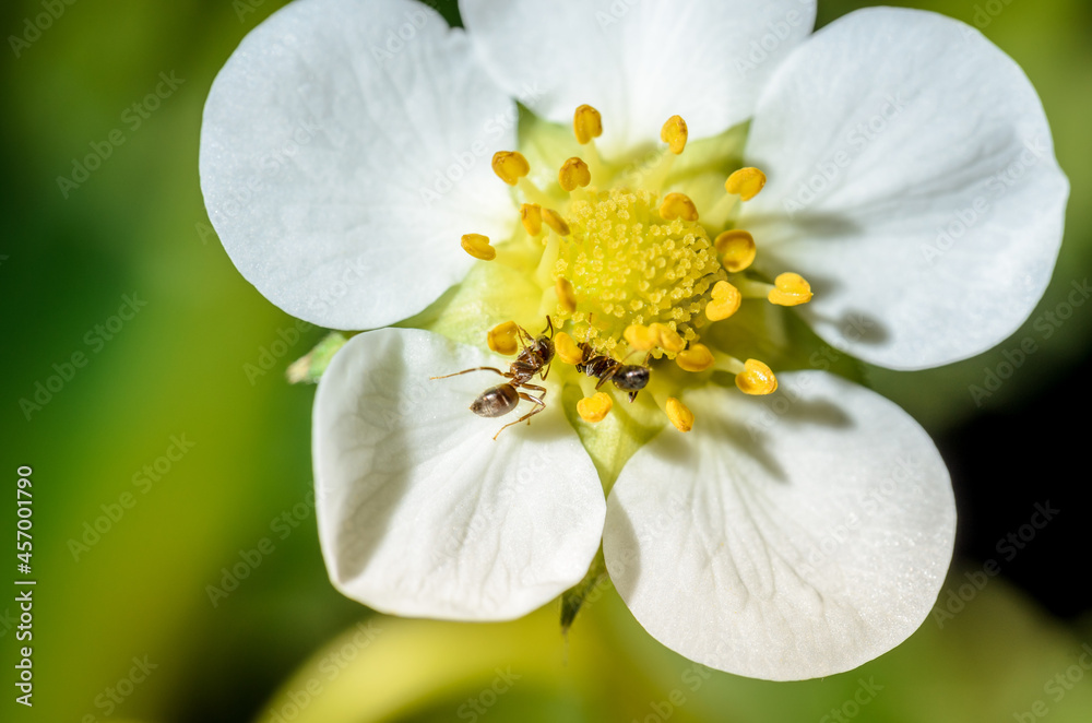Fototapeta premium Close-up strawberry flower in the garden.