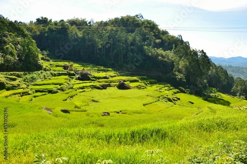 indonesia rice field, food of cereal grain corn bran wheat oats foodgrain. With landscape and rice terrace photo