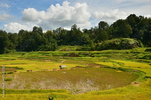 indonesia rice field, food of cereal grain corn bran wheat oats foodgrain. With landscape and rice terrace photo