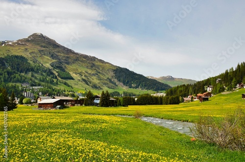 Spring Time at City of Davos with blooming flowers and mountains at background in Graubunden, Switzerland