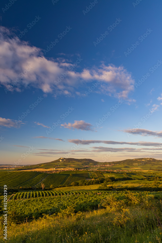 Fototapeta premium Vineyards under Palava near Dolni Dunajovice, Southern Moravia, Czech Republic