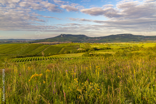 Vineyards under Palava near Dolni Dunajovice, Southern Moravia, Czech Republic photo