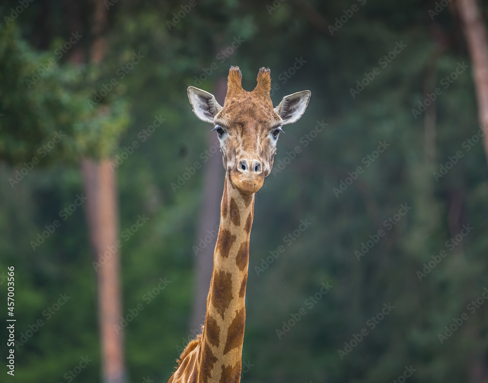 Fototapeta premium Giraffe 