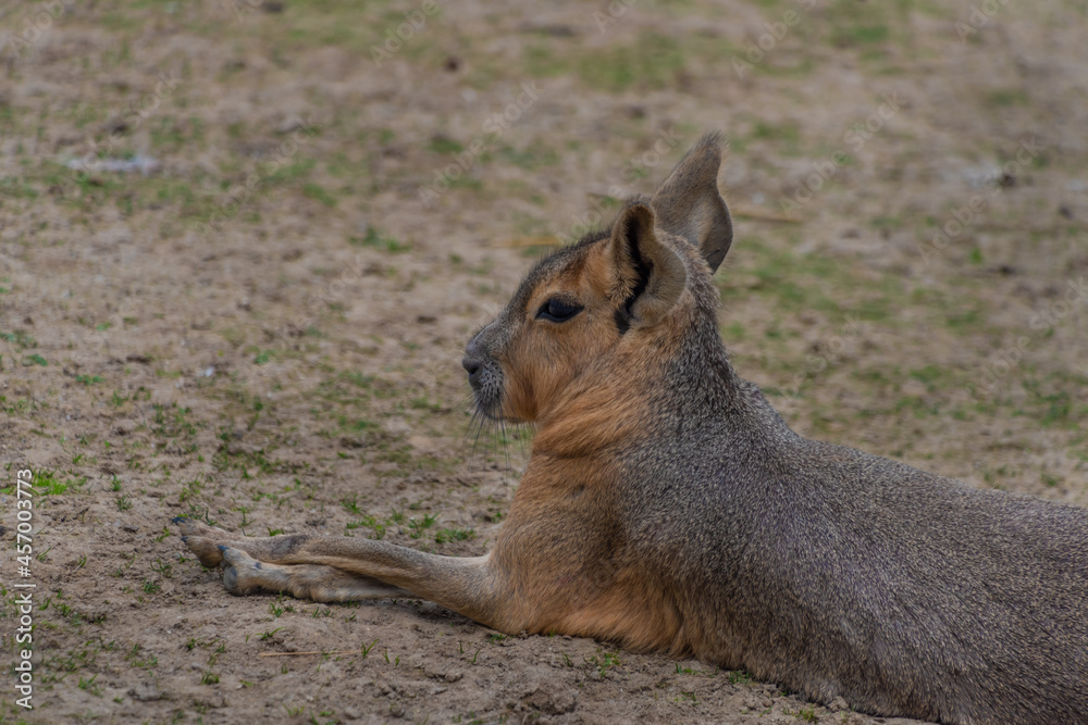 Naklejka premium Dolichotis patagonum animal on dry meadow in summer day