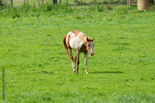 unusual white and tan horse grazing in an English field