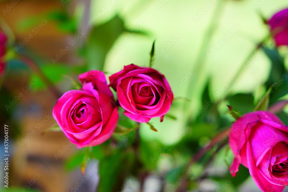 Beautiful special pink rose flower and green leaf Beautiful special pink rose flower and green leaf
