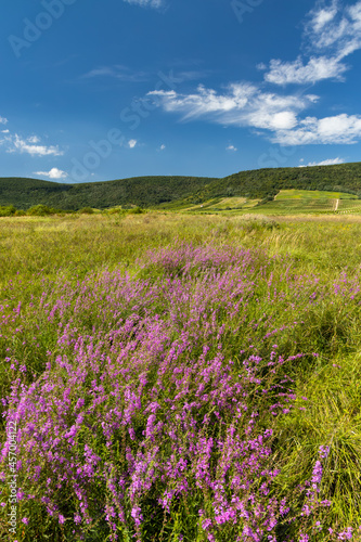 Blooming meadow in Tokaj region  Northern Hungary