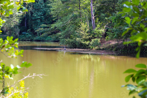 a great white heron bird standing on the edge of the silky green waters of Candler Lake  surrounded by lush green trees reflecting off the water at Lullwater Preserve in Decatur Georgia USA photo