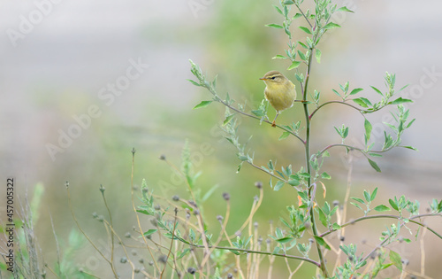 Willow warbler (Phylloscopus trochilus) perched legs spread apart in Goosefoot plant Portugal photo