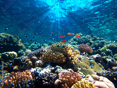 Fotomurale Colorful coral reef and tropical fishes