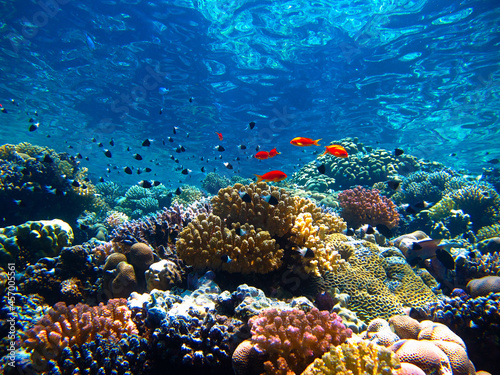 Colorful coral reef with tropical fish