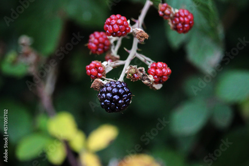 Red berries and blackberries in the bush. Ripe, ripening, and unripe blackberries, of an unidentified blackberry species