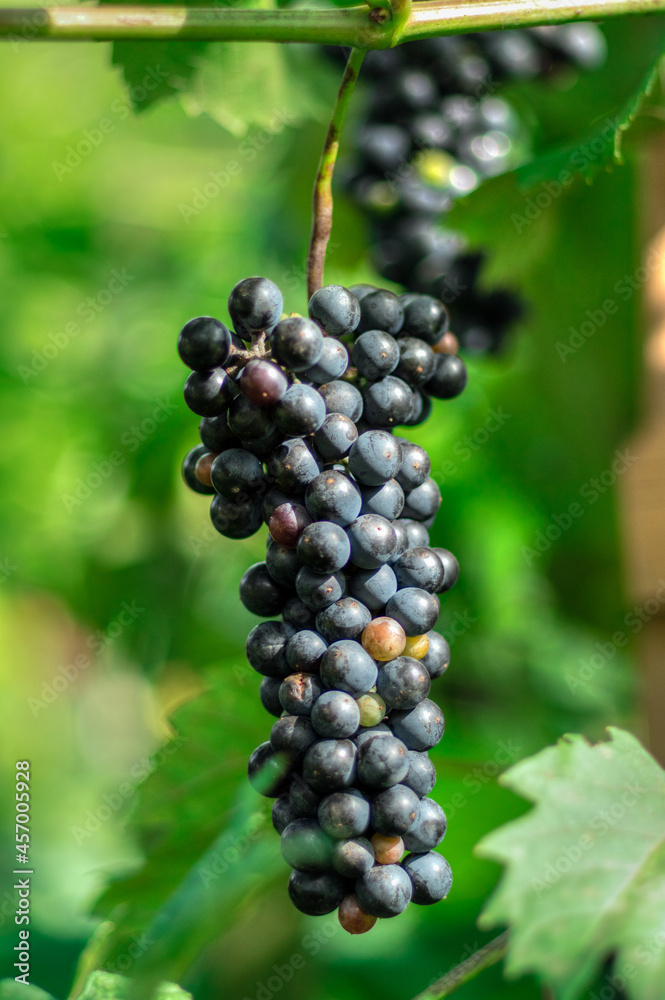 kiście winogron ciemnych naturalne w ogrodzie