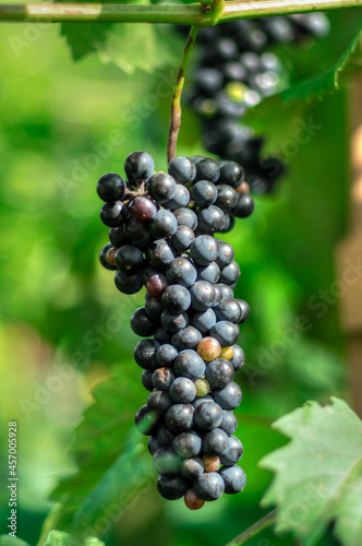 kiście winogron ciemnych naturalne w ogrodzie
