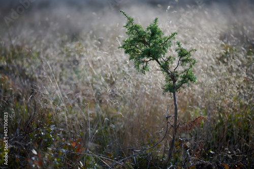 Samotna siewka zielonego jałowca wśród jasnej szarości leśnych traw. Krajobraz jesienny. Rozmyte tło, bokeh, winieta.