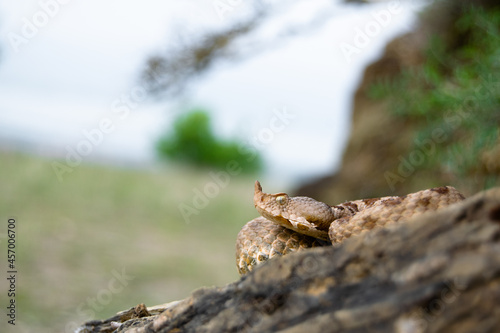 Fototapeta Naklejka Na Ścianę i Meble -  Nosed-Horned Viper (Vipera ammodytes) 