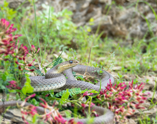 Montpellier snake (Malpolon monspessulanus) photo