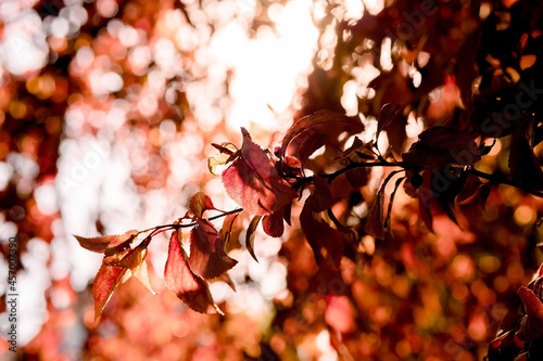 the sun shines through the leaves of the trees. red sunny autumn leaves, golden autumn arrival, red-leaved plum. photo