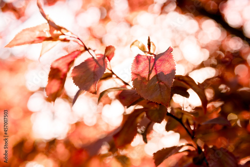 red sunny autumn leaves, golden autumn arrival, red-leaved plum, horizontal image. photo