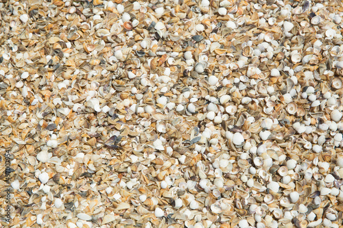 Multi cereal flakes background. Healthy lifestyle concept. Small sea shells on the beach by the sea. Shells of many types and sizes are found on our shelling beaches. at the sunset and warm tone.