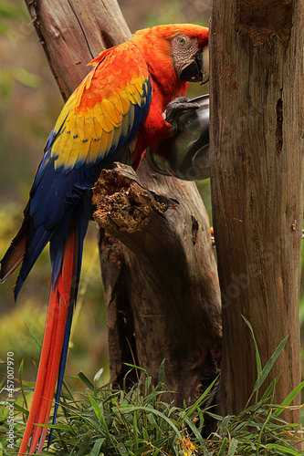 red and yellow macaw