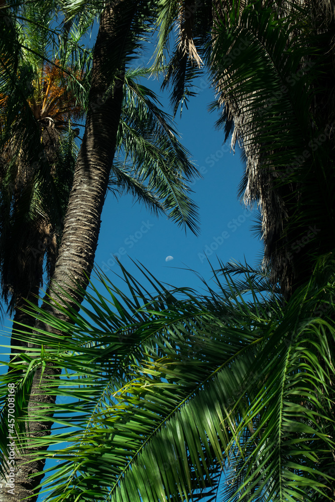 Fototapeta premium palmera 2