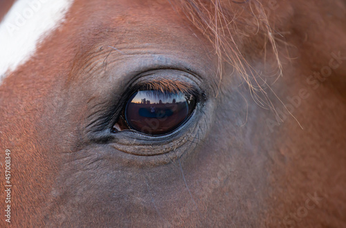Close up portrait of a beautiful young horse. Black background. Expressive eye