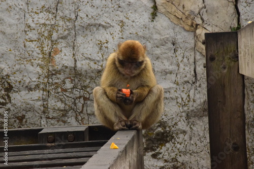 Canvas Print Gibraltar monkey eating fruit
