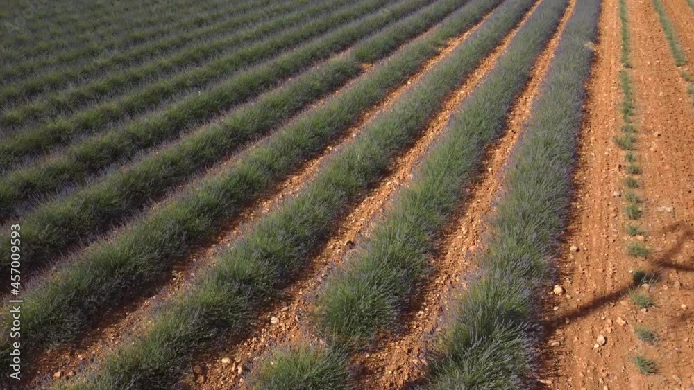 Lavender field agriculture cultivation aerial view in Plateau de Valensole, Provence France Lavender field agriculture cultivation aerial view in Plateau de Valensole, Provence France