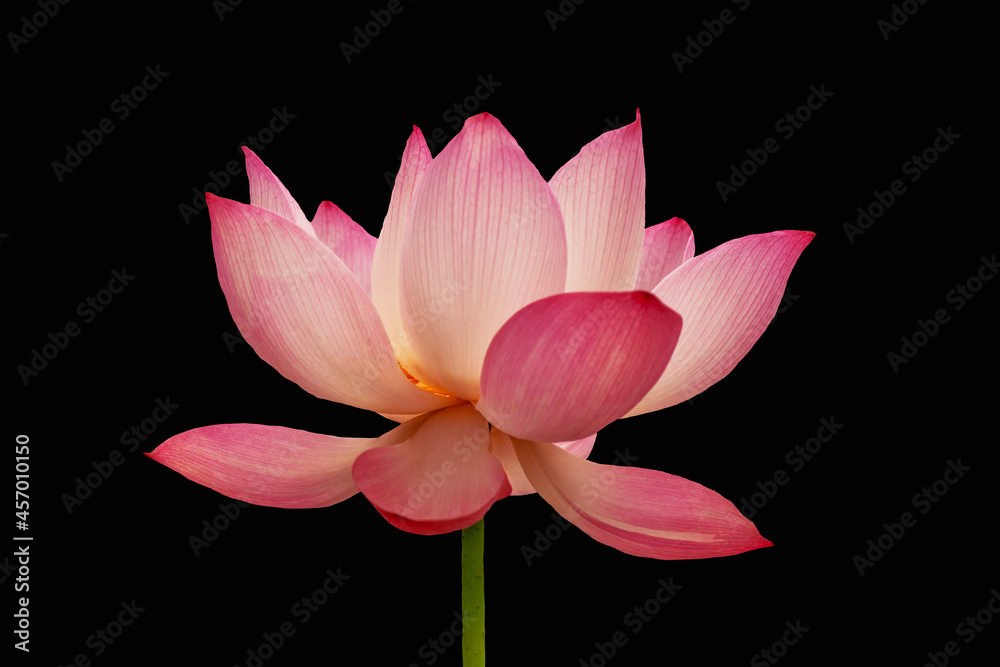 Pink lotus flower, isolated on black background. Object with clipping path