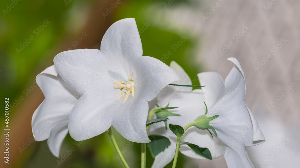 Fototapeta premium Delicate blooms of white form balloon flower in romantic detail. Platycodon grandiflorus. Closeup of beautiful bouquet of flowering cultivated herb also known as Chinese bellflower on blur background.