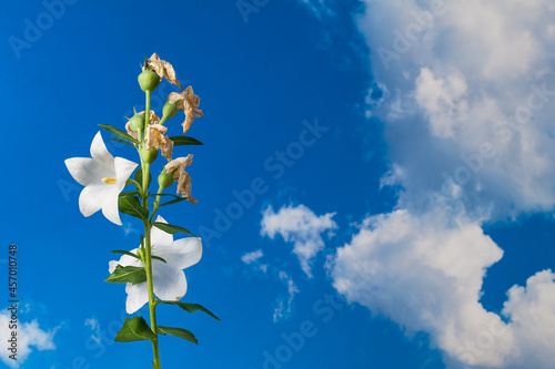 Fotografía Sunlit balloon flower twig on blue sky background with clouds
