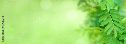 Blurred Green leaves on green background with soft focus and copy space, eco banner 