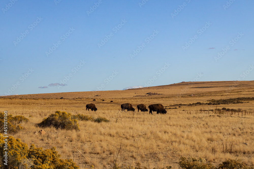 Bison herd in the wild