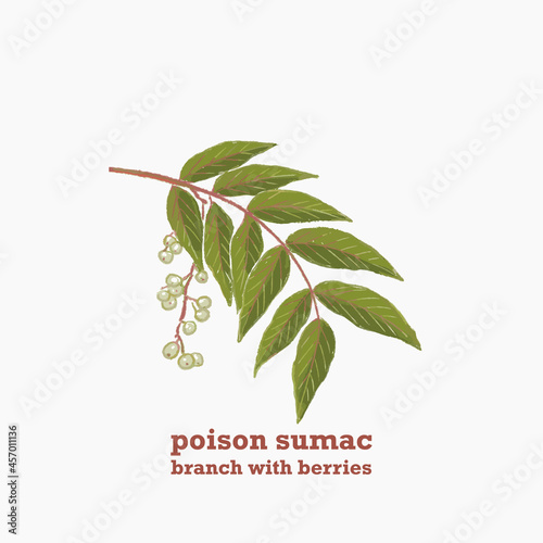Hand drawn illustration of green branch of Poison sumac plant with leaves and berries. photo