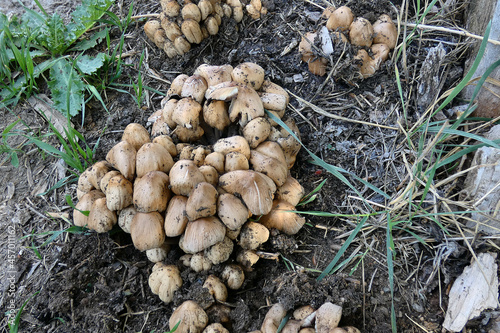 poisonous forest mushroom, poisonous mushrooms on the tree,