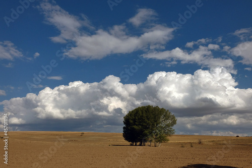 Slika na platnu terrestrial climate landscape, dry fields, poplar trees and dense clouds in the